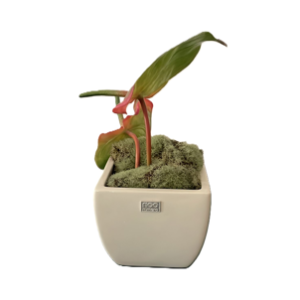 Vaso C/planta